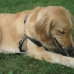 Golden Retriever chewing a stick