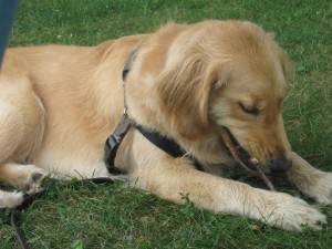 Golden Retriever chewing a stick
