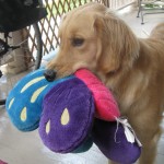 Golden Retriever Honey with stuffed toy