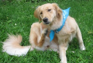 Golden Retriever in Turquoise Bandana