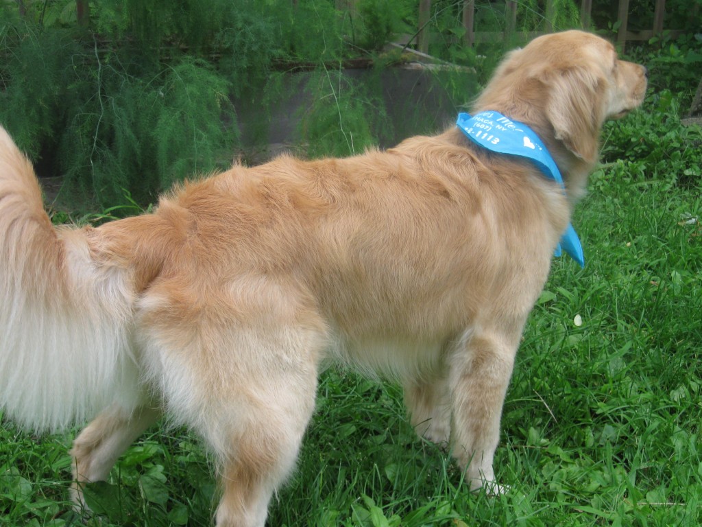 Golden Retriever tail