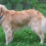 Freshly Bathed and Groomed Golden Retriever