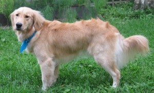 Freshly Bathed and Groomed Golden Retriever