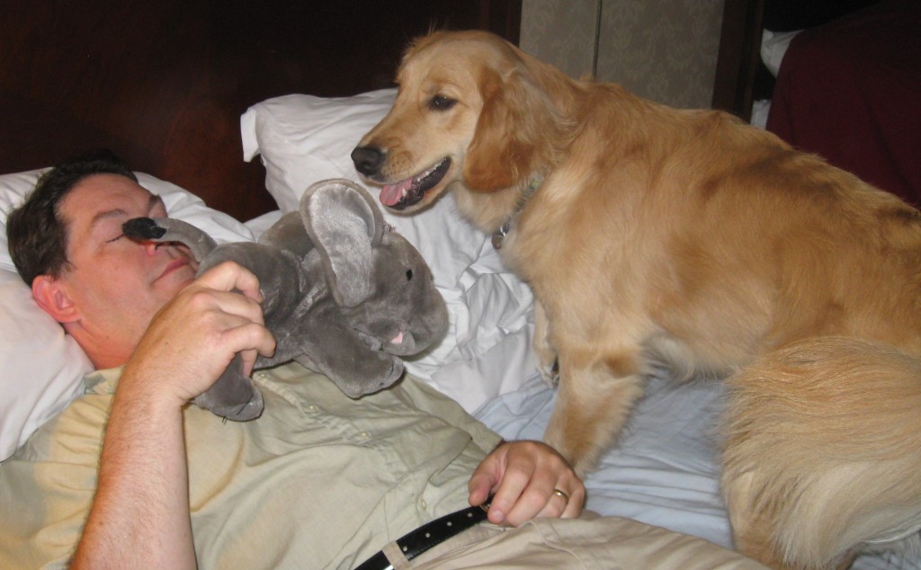 Golden Retriever plays bitey face with stuffed toy