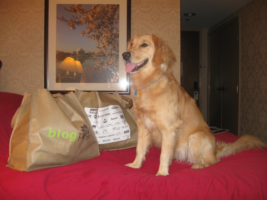 Honey the Golden Retriever with BlogPaws swag