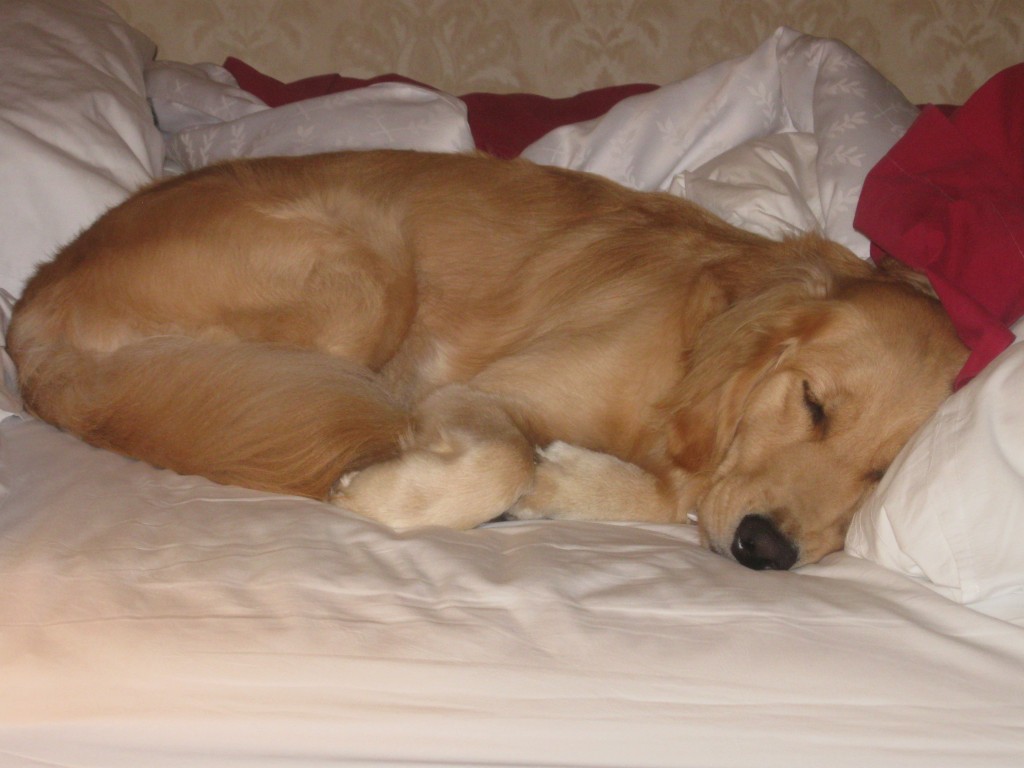 Sleeping Golden Retriever