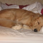 Sleeping Golden Retriever