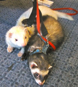 Ferret Family Ferrets at BlogPaws 2011