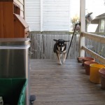 Shadow the mixed breed dog