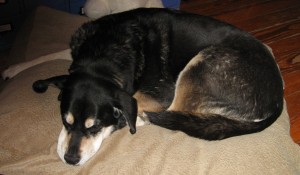 mixed breed dog sleeping on pillow