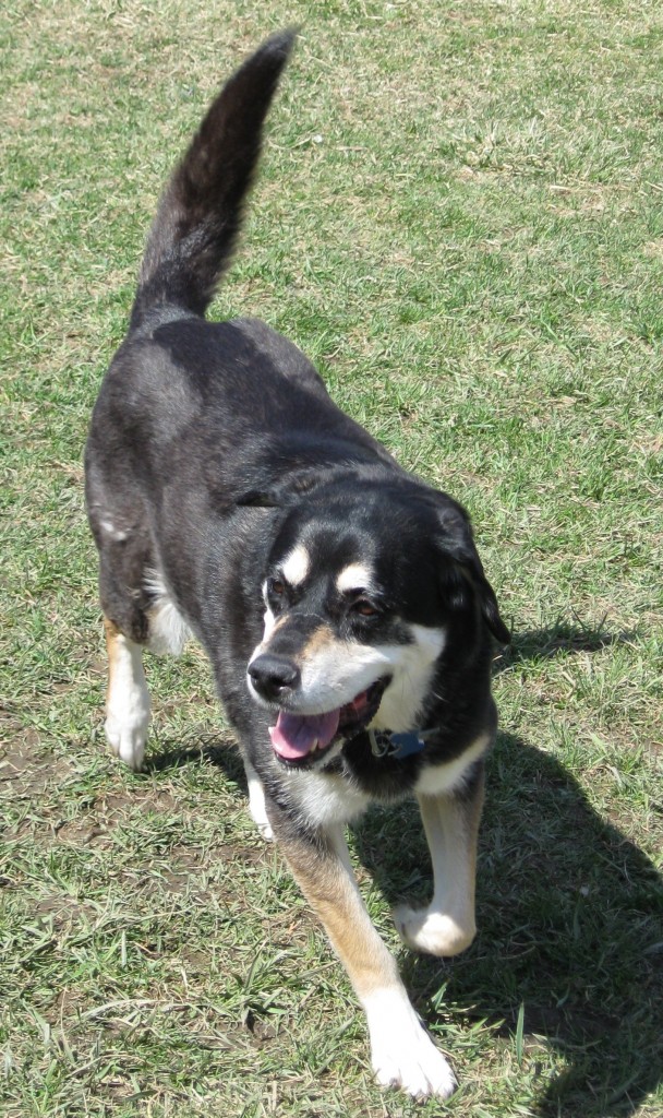 Shadow the mixed breed dog.