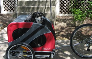 Mixed breed dog in Doggy Ride bicycle cart