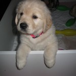 Golden Retriever puppy