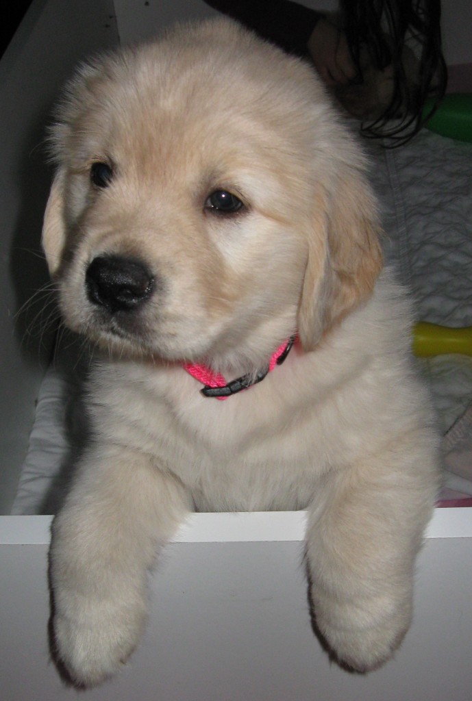 Golden Retriever Puppy