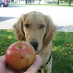 Golden Retriever with apple