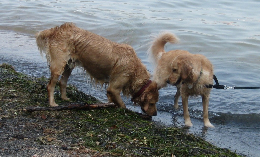 Two Golden Retrievers in the lake