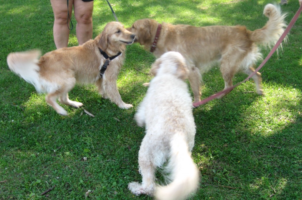 Two Golden Retrievers and a Golden Doodle meet
