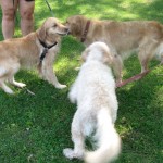 Two Golden Retrievers and a Golden Doodle meet