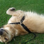 Wet Golden Retriever wiggling on the grass