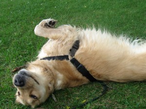Wet Golden Retriever wiggling on the grass