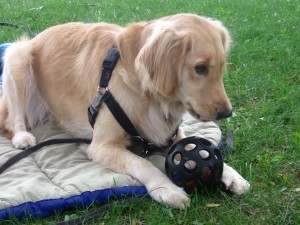 Honey the Golden Retriever