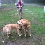 Two Golden Retrievers
