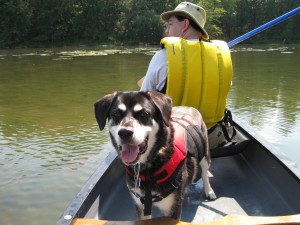 mixed breed dog in canoe with life jacket