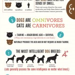Cats vs Dogs infographic