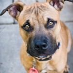 Beamer from the Montgomery County Humane Society - Love and a Six Foot Leash