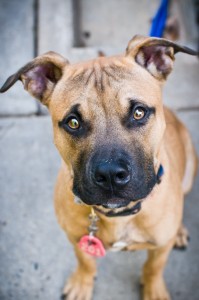 Beamer from the Montgomery County Humane Society - Love and a Six Foot Leash