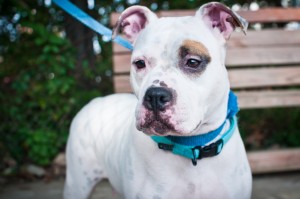 Diamond from the Montgomery County Human Society at Love and a Six Foot Leash