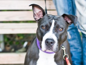 Kerry - from the Montgomery County Humane Society at Love and a Six Foot Leash