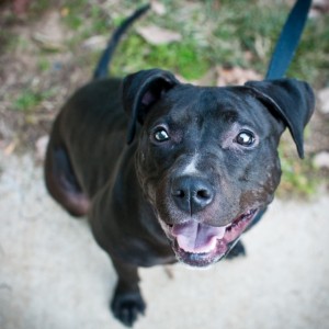 Sloane at the Montgomery County Human Society from Love and a Six Foot Leash
