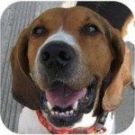 Adoptable Oonagh - Hound Mix at Tompkins County SPCA