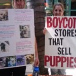 Puppy Mills - Boycott Stores that Sell Puppies
