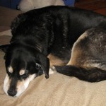 Mixed breed dog sleeping