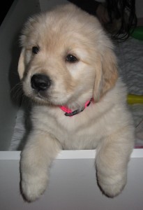 Golden Retriever puppy