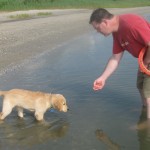 Golden Retriever Puppy at the Beach