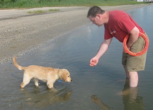 Golden Retriever Puppy at the Beach