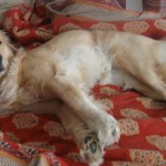 Golden Retriever on bed