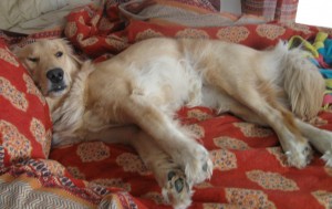 Golden Retriever on bed