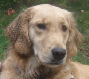 Honey the Golden Retriever