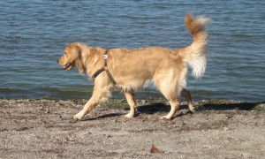 Golden Retriever at Wellesley Island