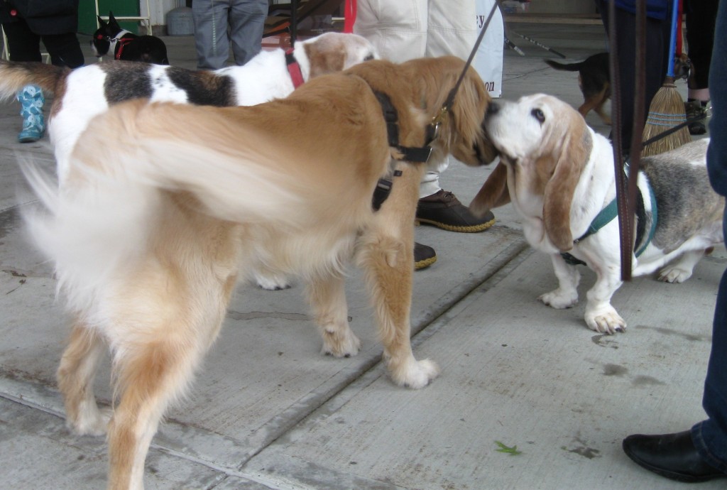 Golden Retriever and Basset Hound 