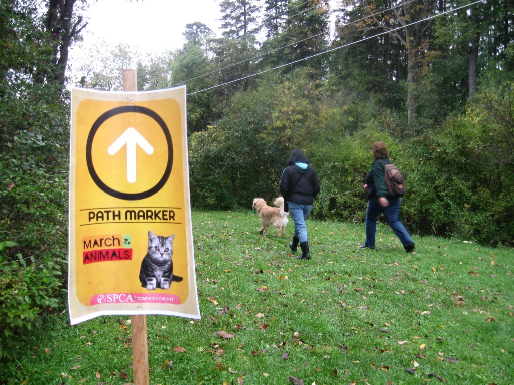 Golden Retriever on a walk