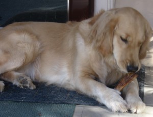 Golden Retriever chewing treat on porch
