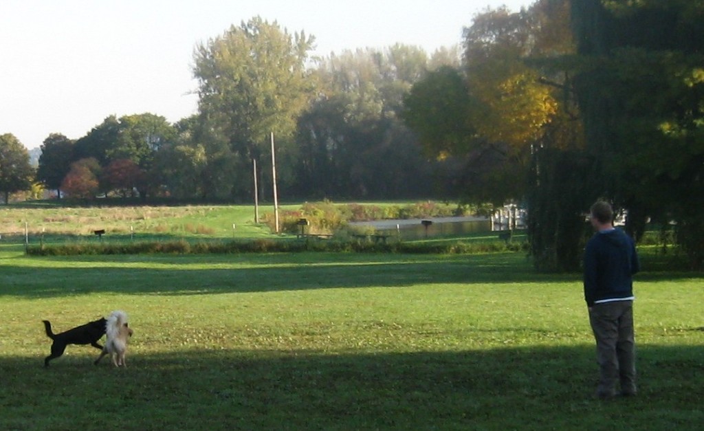 Golden Retriever playing at the dog park