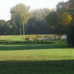 Golden Retriever playing at the dog park