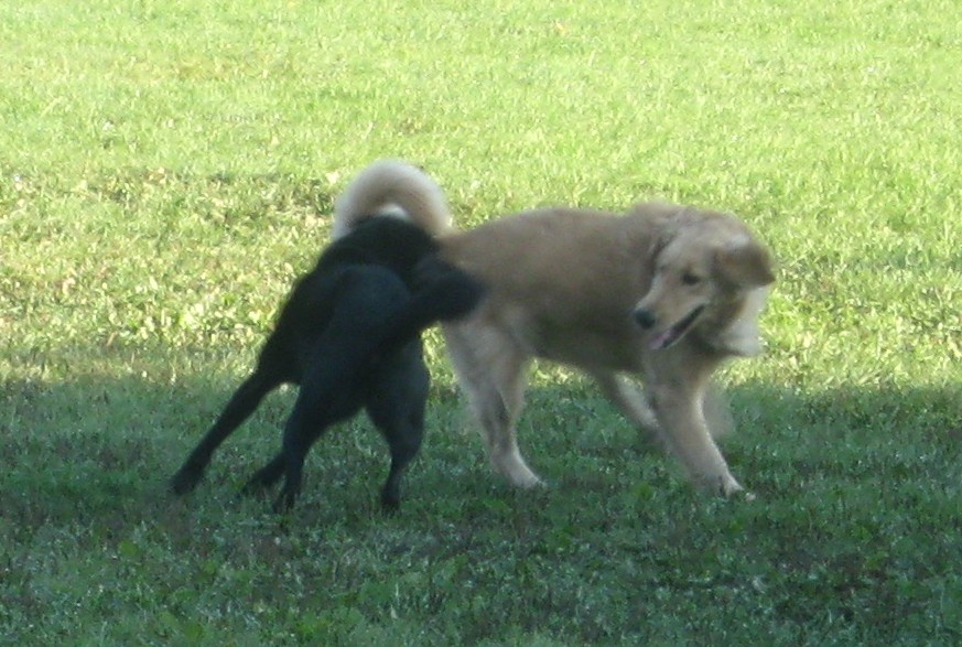 Golden Retriever playing at dog park