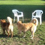 Honey and friend at the dog park